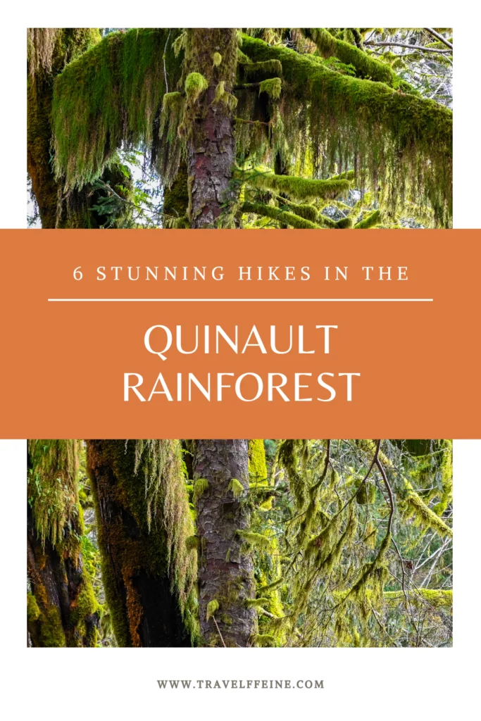 Quinault Rainforest