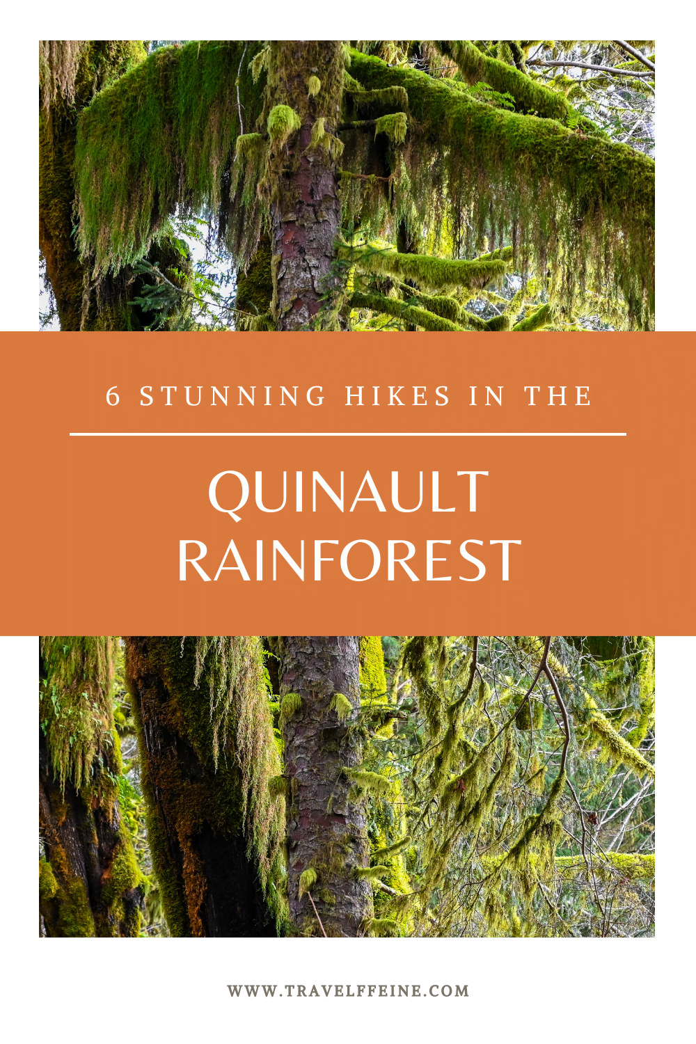 6 Stunning Hikes in the Quinault Rainforest Travelffeine