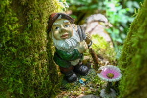 Gnome in a tree on gnome trail