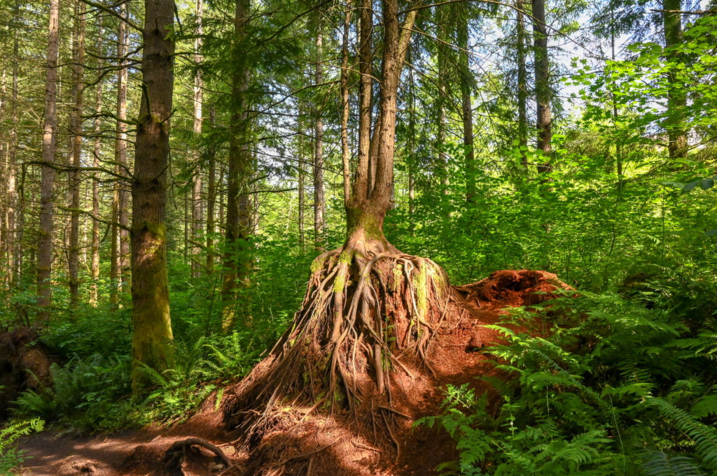 a tree growing over a stump