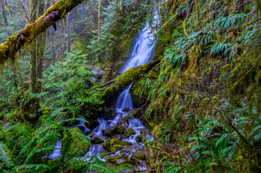 forested waterfalls