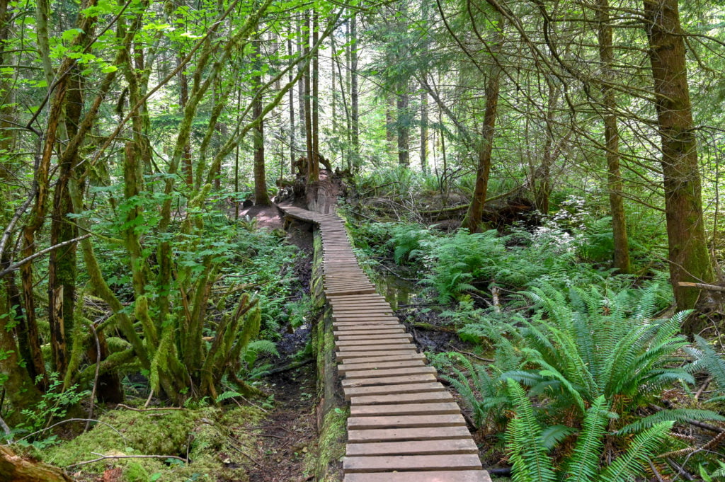 footbridge on gnomes trail