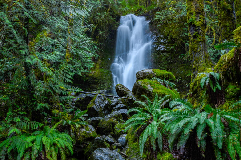 Merriman Waterfalls Lake Quinault