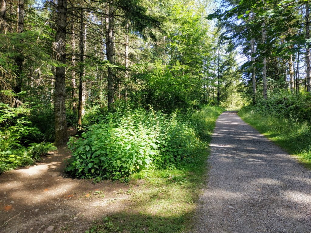 fork in the trail