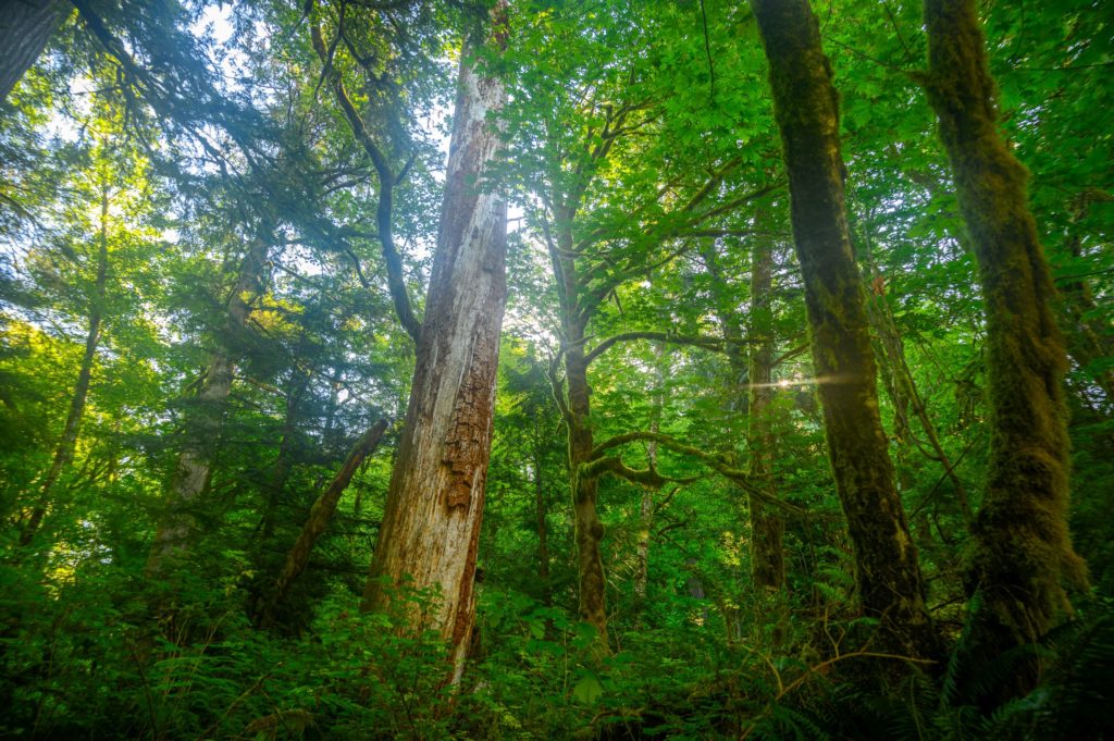 a canopy of trees