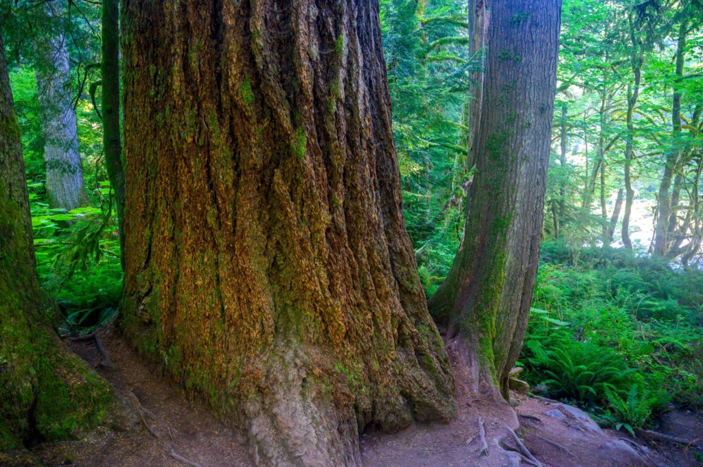 big tree on twin falls trail