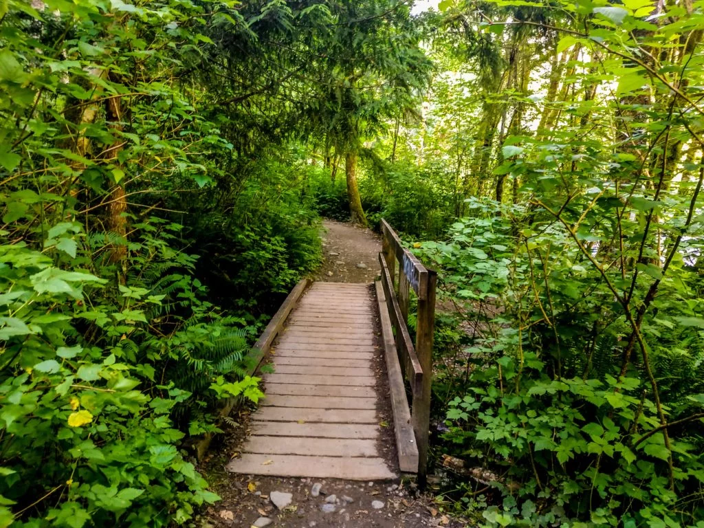 a little bridge along a forest trail