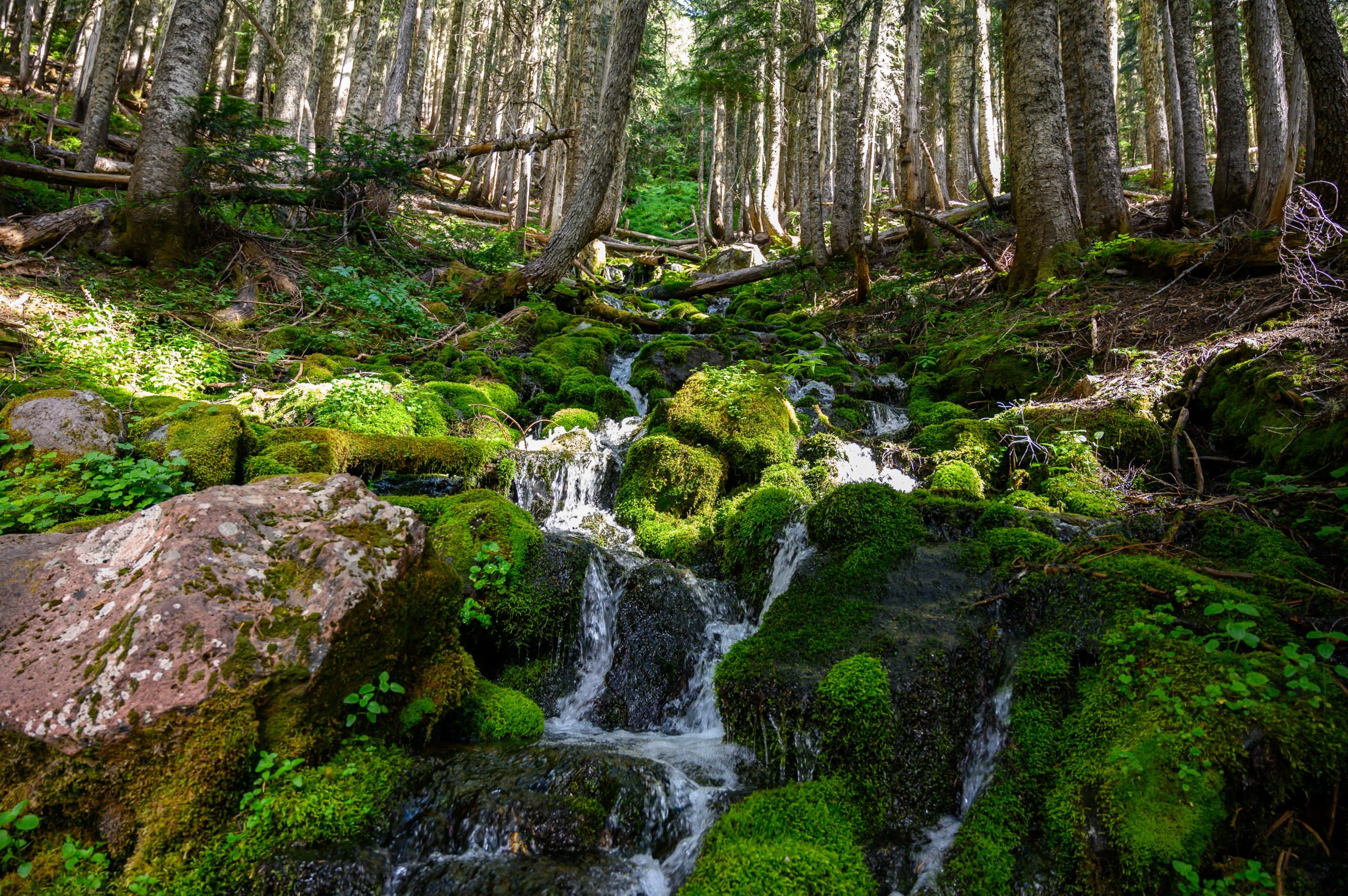 mossy rocks and cascading waterfalls at spray creek