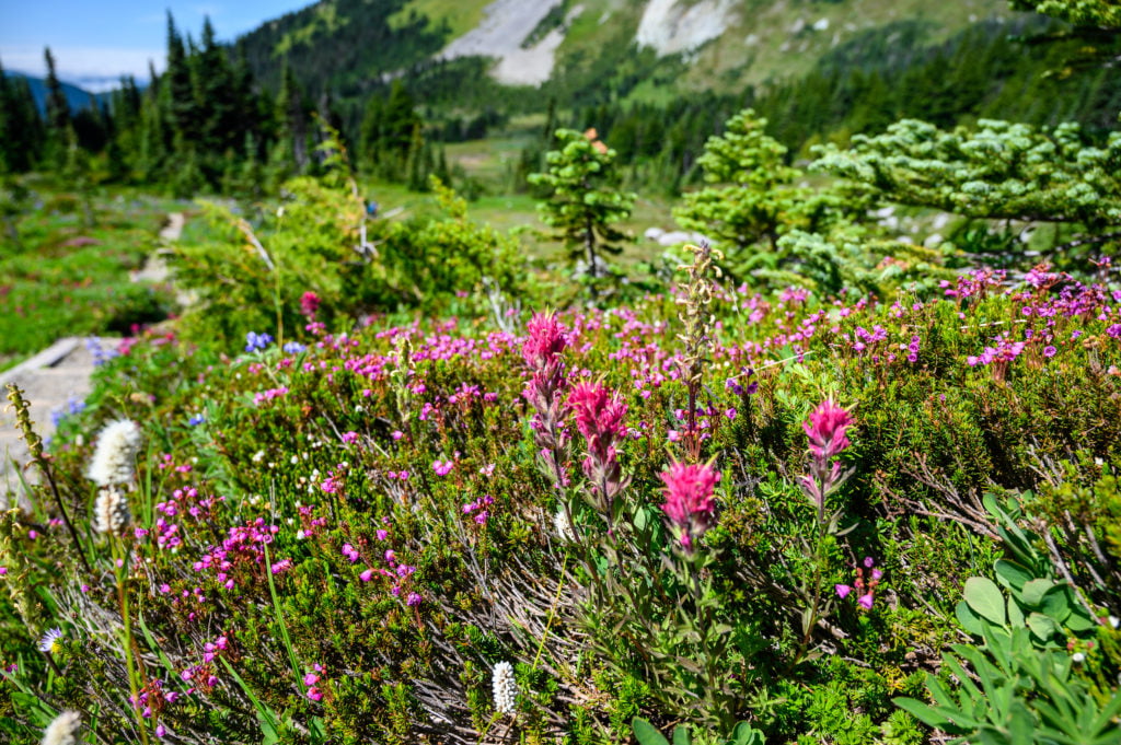 Magenta paintbrush wildflowers