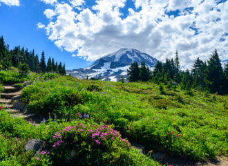 spray park mt rainier meadow