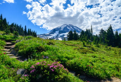 spray park mt rainier meadow