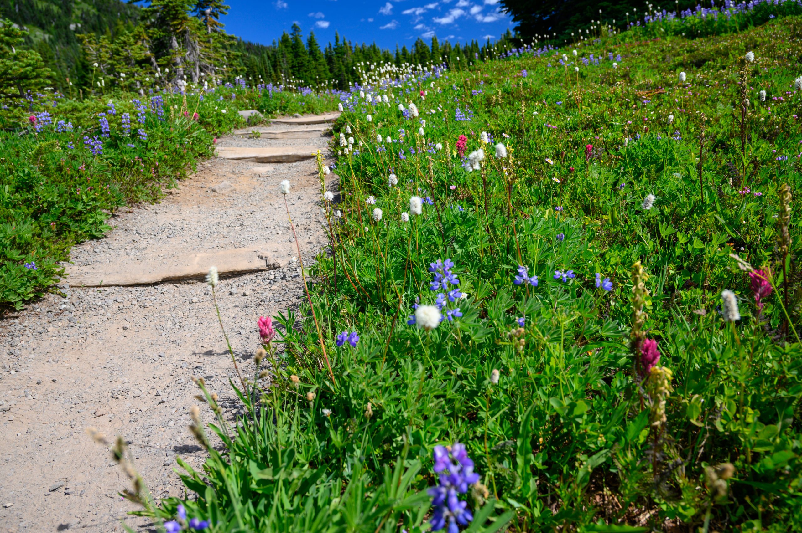 Spray Park trail with wildflowers on each side.