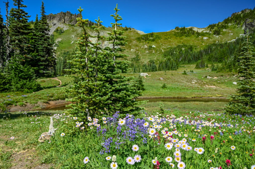 wildflowers with hessong rock in the background