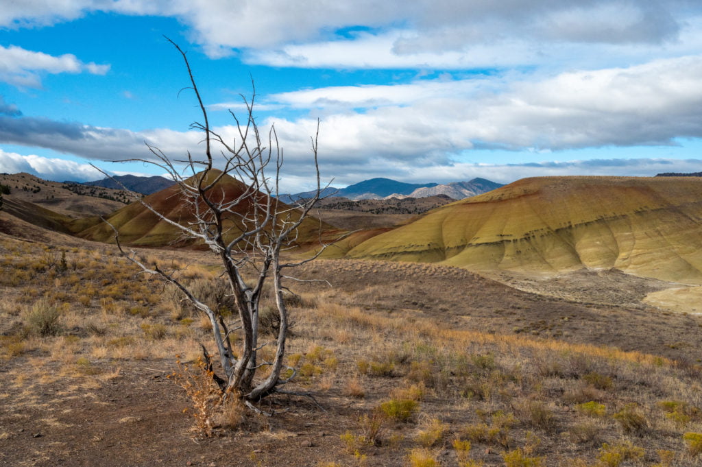 old tree at Painted Hills