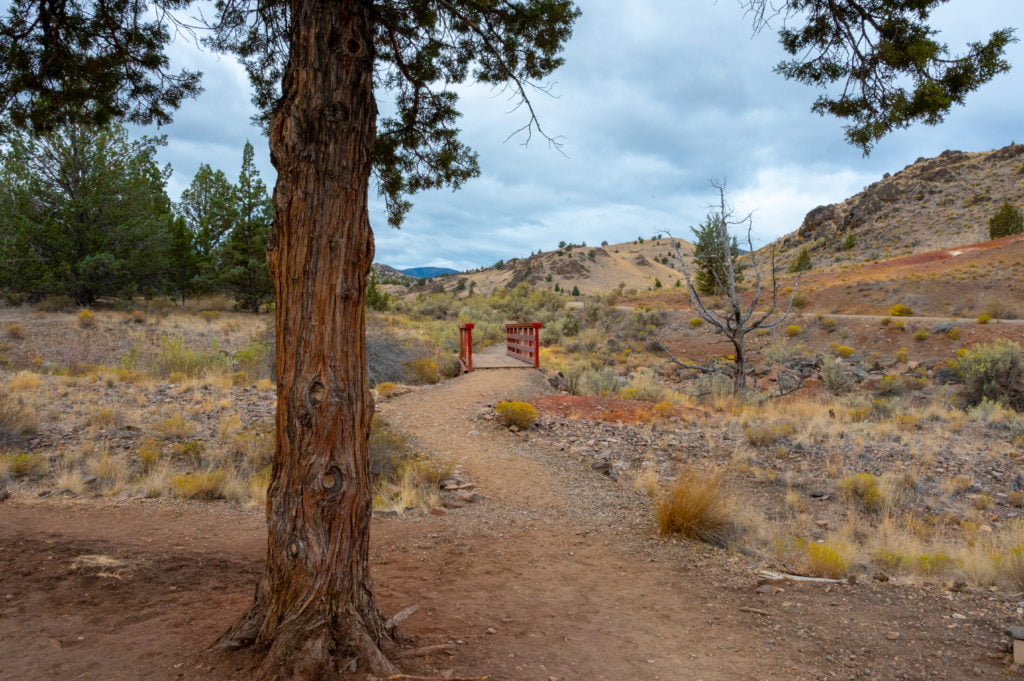 tree and bridge at red scar knoll trail