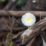 Maui mushroom