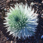 Haleakala silversword