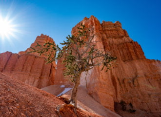 An interesting tree in Bryce Canyon.