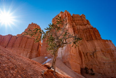 An interesting tree in Bryce Canyon.