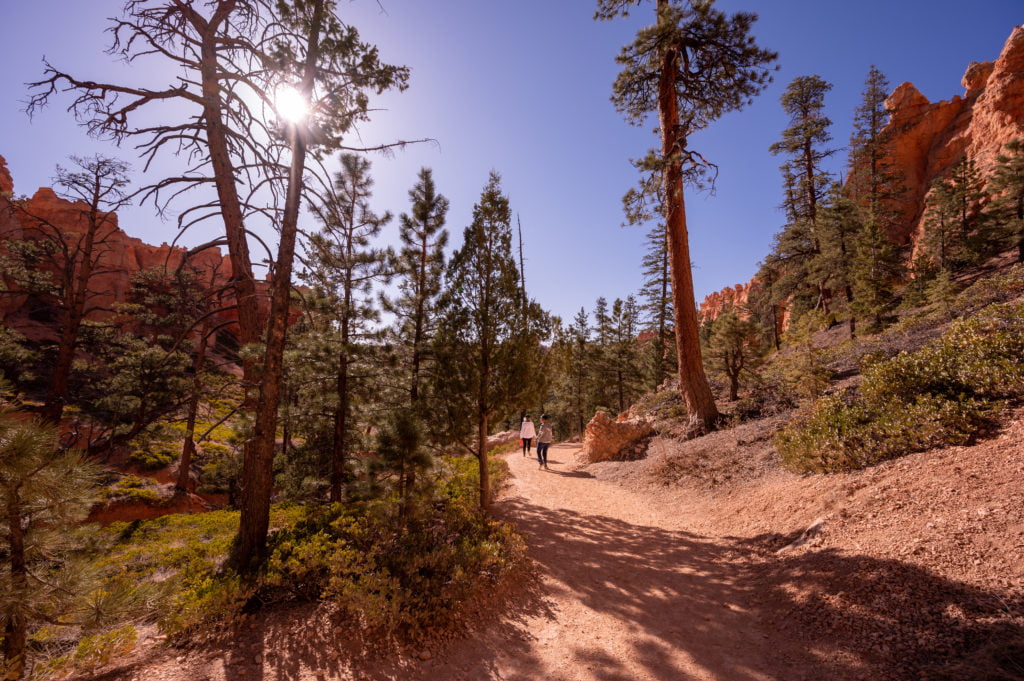 Navajo Loop Trail Opens into Trees