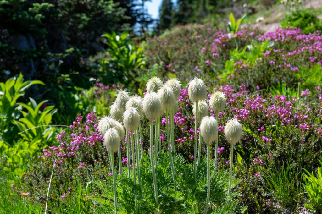 Unique wildflowers