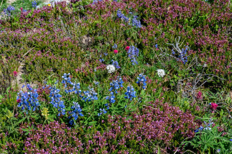 wildflowers at Mt Rainier