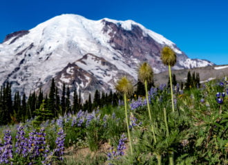 Mount Rainier and wildflowers at Sunrise