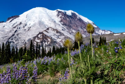 Mount Rainier and wildflowers at Sunrise