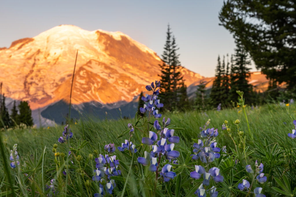 sunrise at Mt Rainier