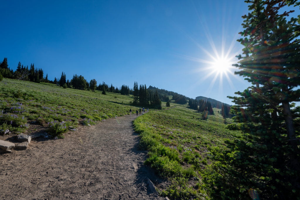 trail above Sunrise at Rainier