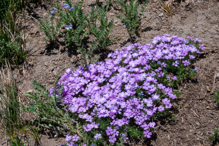 wildflowers