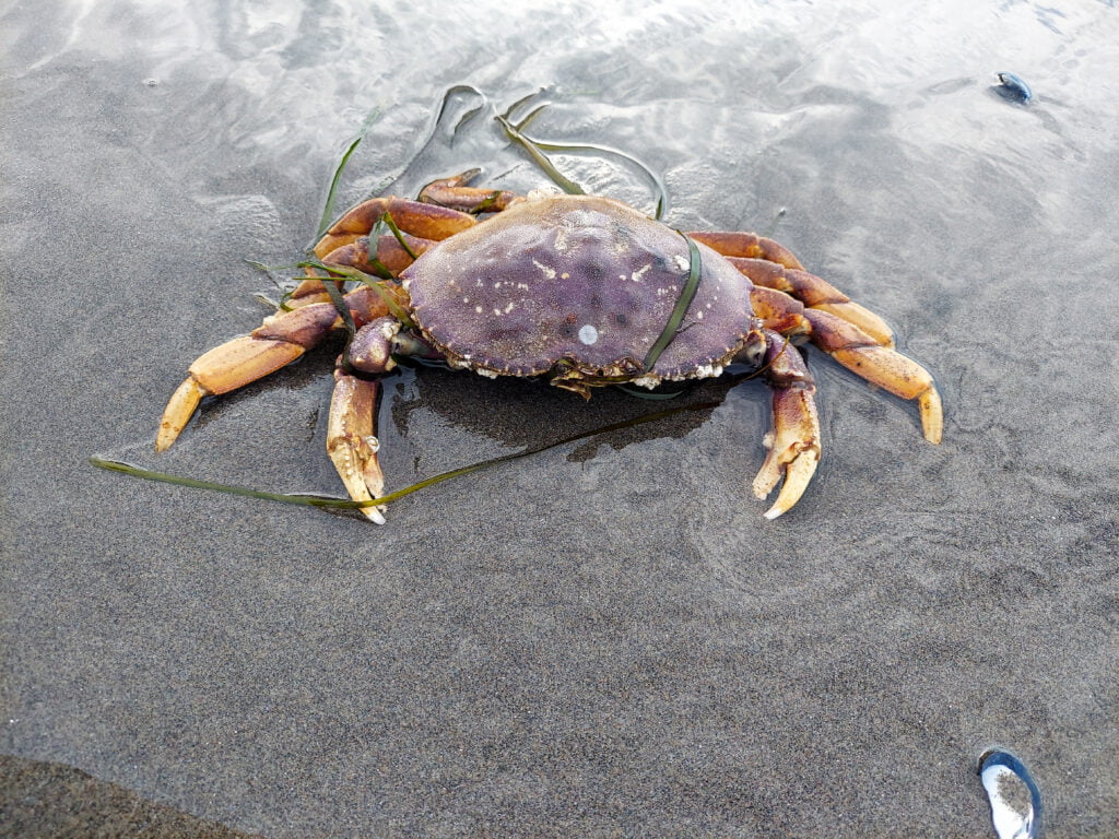 crab on Beard's Hollow Beach