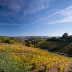 Douro valley vineyards
