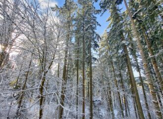 winter activities walking in the trees