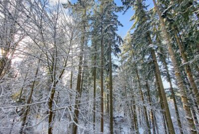 winter activities walking in the trees