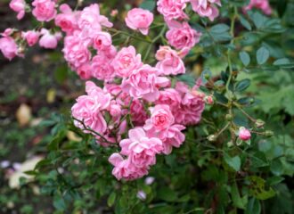 pink flowers