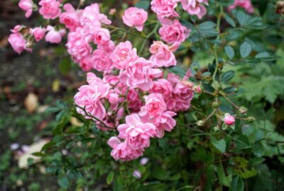 pink flowers