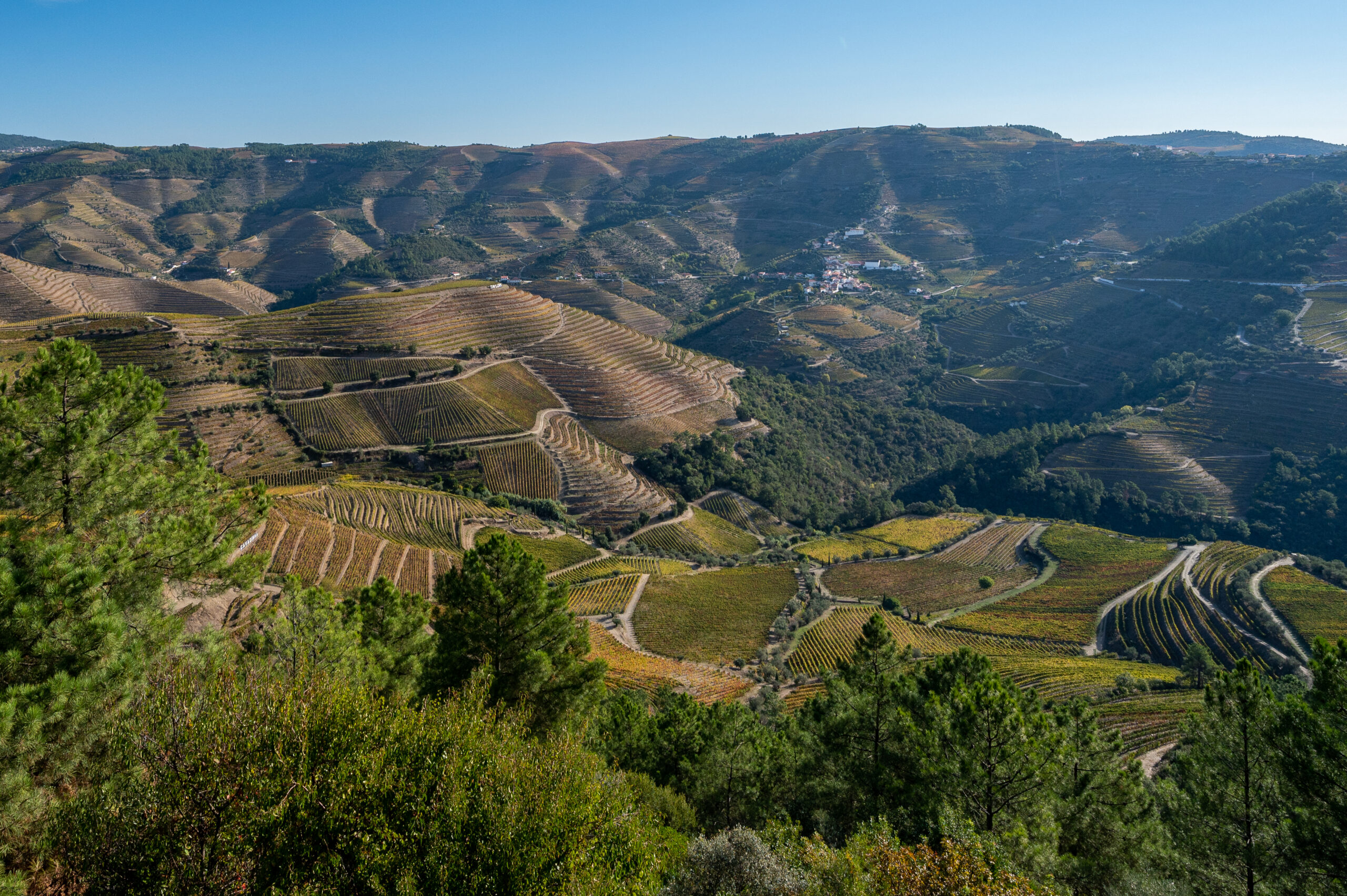 Douro Valley Terraced Vineyards