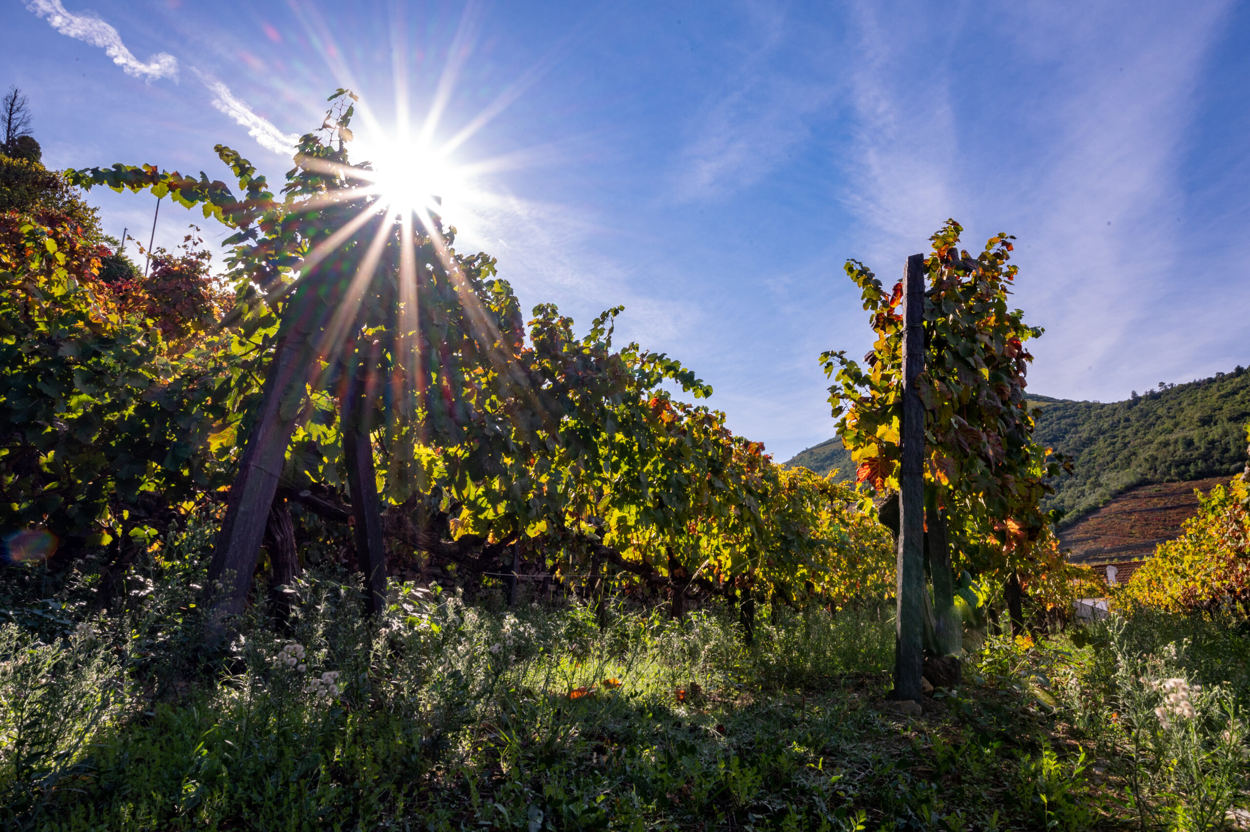 Douro vineyard at Quinta do Bomfim