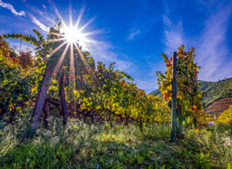 Quinta do Bomfim vineyard
