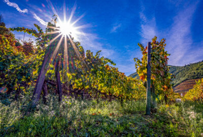 Quinta do Bomfim vineyard