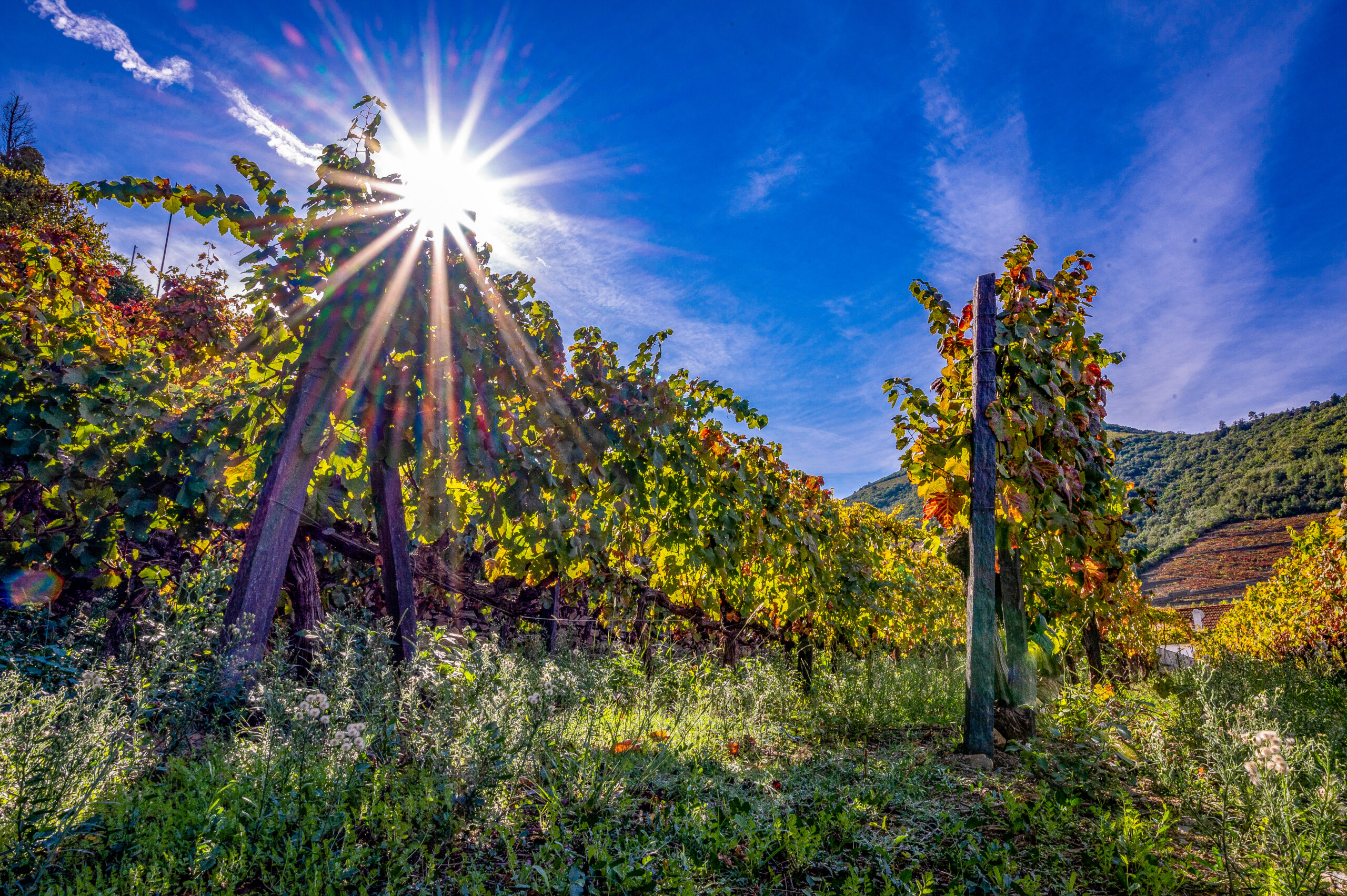 Quinta do Bomfim vineyard