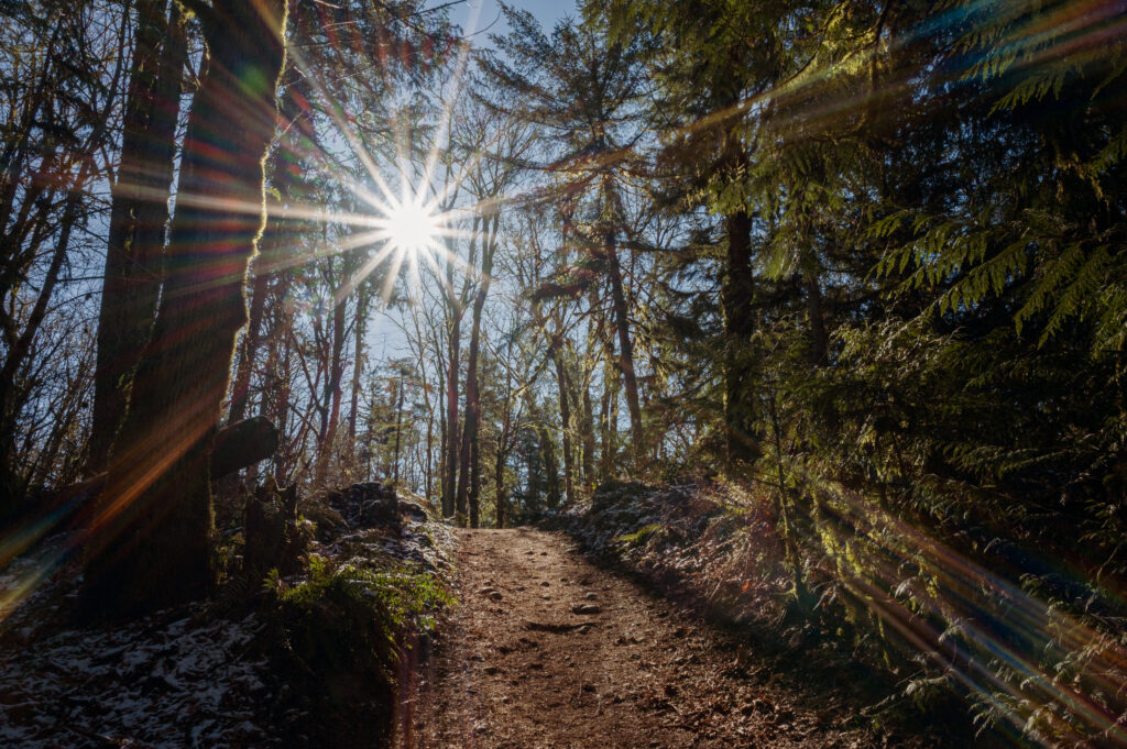 short hill to T in the trail