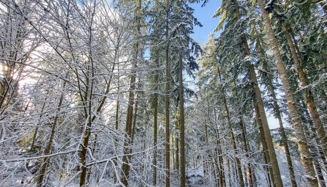 winter activities walking in the trees