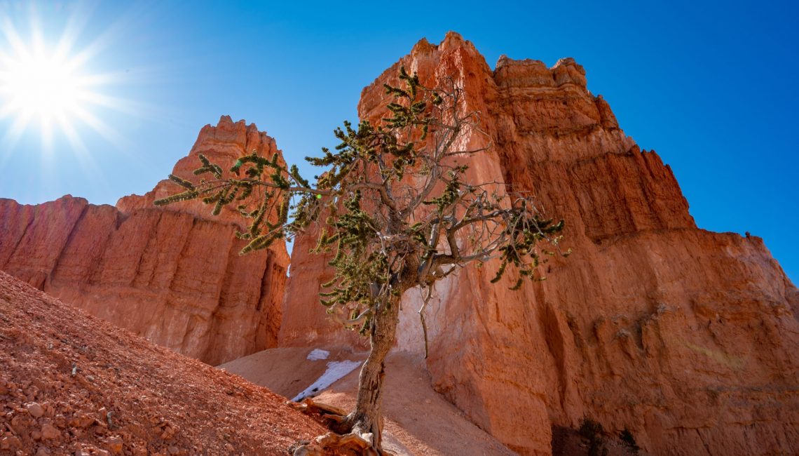 An interesting tree in Bryce Canyon.