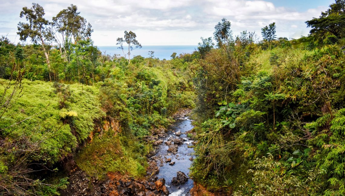 Jungle with water flowing up the middle on the road to Hana