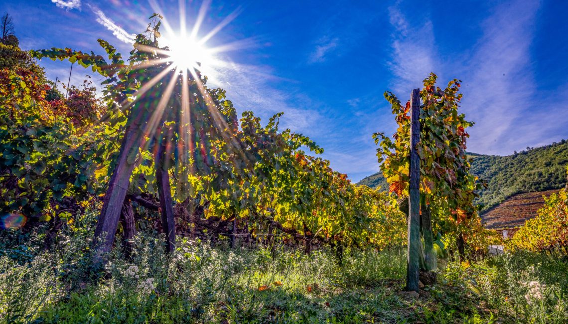 Quinta do Bomfim vineyard