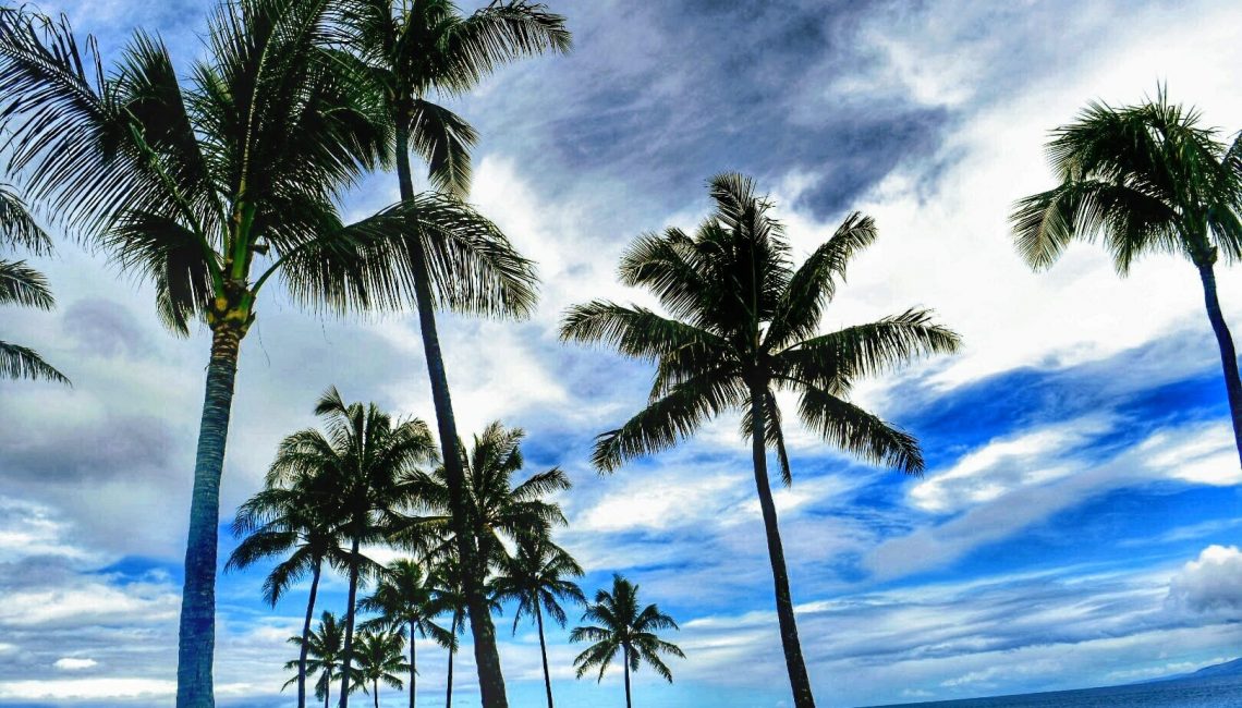 Palm trees in Maui