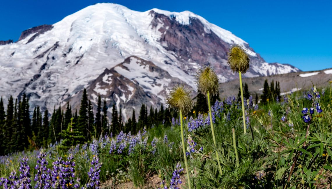 Mount Rainier and wildflowers at Sunrise