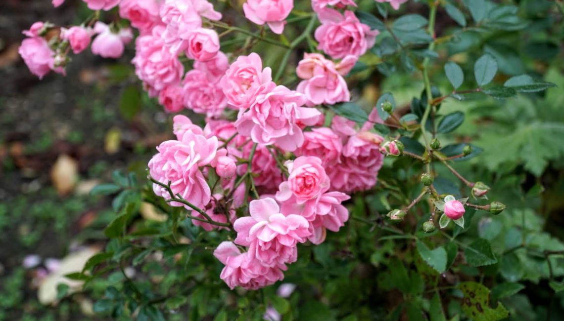 pink flowers